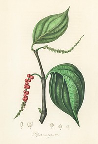 Black pepper (Piper nigrum) illustration. Digitally enhanced from our own book, Medical Botany (1836) by John Stephenson and James Morss Churchill.