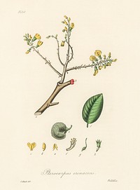 Barwood (Pterocarpus erinaceus) illustration. Digitally enhanced from our own book, Medical Botany (1836) by John Stephenson and James Morss Churchill.