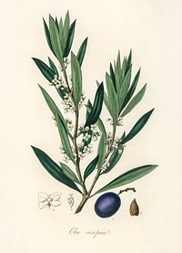 Olive (Olea europaea) illustration. Digitally enhanced from our own book, Medical Botany (1836) by John Stephenson and James Morss Churchill.