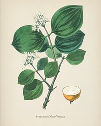 Poison nu (Strychnos nux-vomica) illustration from Medical Botany (1836) by John Stephenson and James Morss Churchill.