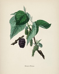 Black mulberry (Morus nigra) illustration from Medical Botany (1836) by John Stephenson and James Morss Churchill.
