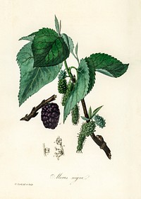 Black mulberry (Morus nigra) illustration. Digitally enhanced from our own book, Medical Botany (1836) by John Stephenson and James Morss Churchill.