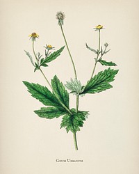 Wood avens (Geum urbanum) illustration from Medical Botany (1836) by <a href="https://www.rawpixel.com/search/John%20Stephenson?&amp;page=1">John Stephenson</a> and <a href="https://www.rawpixel.com/search/James%20Morss%20Churchill?&amp;page=1">James Morss Churchill</a>.