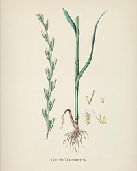 Darnel (Lolium temulentum) illustration from Medical Botany (1836) by <a href="https://www.rawpixel.com/search/John%20Stephenson?&amp;page=1">John Stephenson</a> and <a href="https://www.rawpixel.com/search/James%20Morss%20Churchill?&amp;page=1">James Morss Churchill</a>.