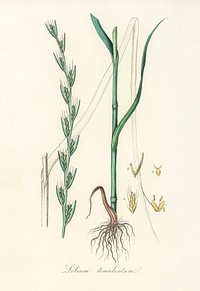 Darnel (Lolium temulentum) illustration. Digitally enhanced from our own book, Medical Botany (1836) by John Stephenson and James Morss Churchill.
