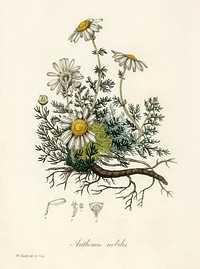 Chamomile (Anthemis nobilis) illustration. Digitally enhanced from our own book, Medical Botany (1836) by John Stephenson and James Morss Churchill.
