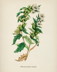 Henbane (Hyoscyamus niger) illustration from Medical Botany (1836) by John Stephenson and James Morss Churchill.