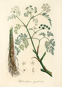 Phellandrium aguaticum illustration. Digitally enhanced from our own book, Medical Botany (1836) by John Stephenson and James Morss Churchill.