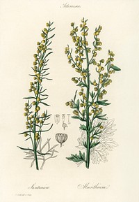 Mugwort (Artemisia) illustration. Digitally enhanced from our own book, Medical Botany (1836) by John Stephenson and James Morss Churchill.