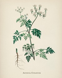 Poison parsley (Aethusa cynapium) illustration from Medical Botany (1836) by John Stephenson and James Morss Churchill.