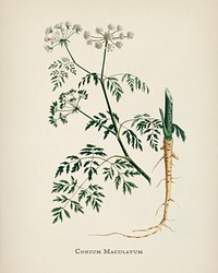 Hemlock (Conium maculatum) illustration from Medical Botany (1836) by <a href="https://www.rawpixel.com/search/John%20Stephenson?&amp;page=1">John Stephenson</a> and <a href="https://www.rawpixel.com/search/James%20Morss%20Churchill?&amp;page=1">James Morss Churchill</a>.