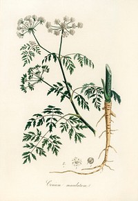Hemlock (Conium maculatum) illustration. Digitally enhanced from our own book, Medical Botany (1836) by John Stephenson and James Morss Churchill.