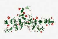 Scarlet pimpernel medicinal psd botany vintage illustration