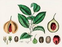 Nutmeg (Myristica moschata) illustration. Digitally enhanced from our own book, Medical Botany (1836) by John Stephenson and James Morss Churchill.