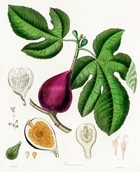 Fig (Ficus carica) illustration. Digitally enhanced from our own book, Medical Botany (1836) by John Stephenson and James Morss Churchill.