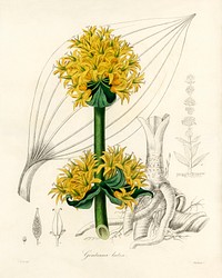 Bitter root (Gentiana lutea) illustration. Digitally enhanced from our own book, Medical Botany (1836) by John Stephenson and James Morss Churchill.