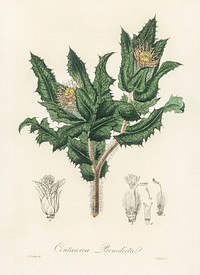 Holy thistle (Centaurea benedicta) illustration. Digitally enhanced from our own book, Medical Botany (1836) by John Stephenson and James Morss Churchill.