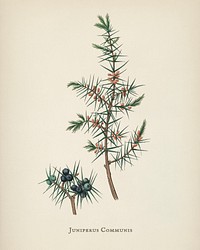 Common juniper (Juniperus communis) illustration from Medical Botany (1836) by <a href="https://www.rawpixel.com/search/John%20Stephenson?&amp;page=1">John Stephenson</a> and <a href="https://www.rawpixel.com/search/James%20Morss%20Churchill?&amp;page=1">James Morss Churchill</a>.