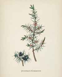 Common juniper (Juniperus communis) illustration from Medical Botany (1836) by John Stephenson and James Morss Churchill.