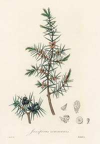 Common juniper (Juniperus communis) illustration. Digitally enhanced from our own book, Medical Botany (1836) by John Stephenson and James Morss Churchill.