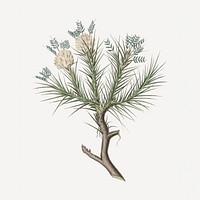 Branch medicinal psd botany vintage illustration