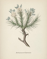 Astragalus creticus illustration from Medical Botany (1836) by <a href="https://www.rawpixel.com/search/John%20Stephenson?&amp;page=1">John Stephenson</a> and <a href="https://www.rawpixel.com/search/James%20Morss%20Churchill?&amp;page=1">James Morss Churchill</a>.
