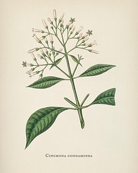 Quinine bark (Cinchona condaminea) illustration from Medical Botany (1836) by <a href="https://www.rawpixel.com/search/John%20Stephenson?&amp;page=1">John Stephenson</a> and <a href="https://www.rawpixel.com/search/James%20Morss%20Churchill?&amp;page=1">James Morss Churchill</a>.