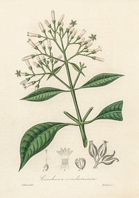 Quinine bark (Cinchona condaminea) illustration. Digitally enhanced from our own book, Medical Botany (1836) by John Stephenson and James Morss Churchill.