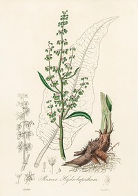 Water dock (Rumex hydrolapathum) illustration. Digitally enhanced from our own book, Medical Botany (1836) by John Stephenson and James Morss Churchill.
