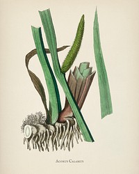 Sweet flag (Acorus calamus) illustration from Medical Botany (1836) by <a href="https://www.rawpixel.com/search/John%20Stephenson?&amp;page=1">John Stephenson</a> and <a href="https://www.rawpixel.com/search/James%20Morss%20Churchill?&amp;page=1">James Morss Churchill</a>.