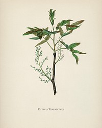 Terebinth (Pistacia terebinthus) illustration from Medical Botany (1836) by <a href="https://www.rawpixel.com/search/John%20Stephenson?&amp;page=1">John Stephenson</a> and <a href="https://www.rawpixel.com/search/James%20Morss%20Churchill?&amp;page=1">James Morss Churchill</a>.