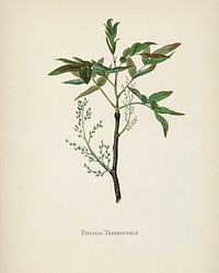 Terebinth (Pistacia terebinthus) illustration from Medical Botany (1836) by John Stephenson and James Morss Churchill.