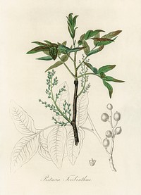 Terebinth (Pistacia terebinthus) illustration. Digitally enhanced from our own book, Medical Botany (1836) by John Stephenson and James Morss Churchill.