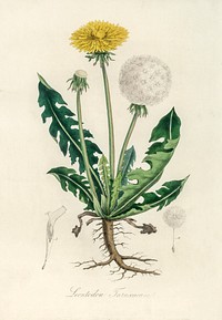 Leontodon taraxacuma illustration. Digitally enhanced from our own book, Medical Botany (1836) by John Stephenson and James Morss Churchill.