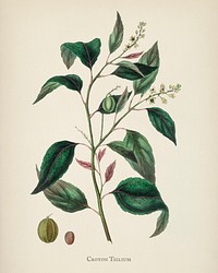 Purging Croton (Croton tiglium) illustration from Medical Botany (1836) by <a href="https://www.rawpixel.com/search/John%20Stephenson?&amp;page=1">John Stephenson</a> and <a href="https://www.rawpixel.com/search/James%20Morss%20Churchill?&amp;page=1">James Morss Churchill</a>.