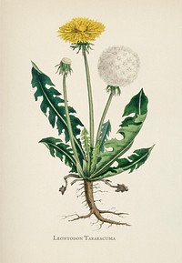 Leontodon taraxacuma illustration from Medical Botany (1836) by <a href="https://www.rawpixel.com/search/John%20Stephenson?&amp;page=1">John Stephenson</a> and <a href="https://www.rawpixel.com/search/James%20Morss%20Churchill?&amp;page=1">James Morss Churchill</a>.