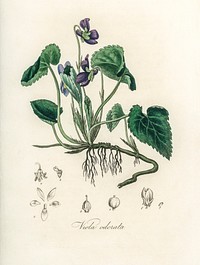 English violet (Viola odorata) illustration. Digitally enhanced from our own book, Medical Botany (1836) by John Stephenson and James Morss Churchill.