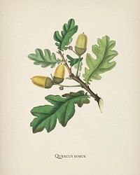 English oak (Quercus) robur illustration from Medical Botany (1836) by <a href="https://www.rawpixel.com/search/John%20Stephenson?&amp;page=1">John Stephenson</a> and <a href="https://www.rawpixel.com/search/James%20Morss%20Churchill?&amp;page=1">James Morss Churchill</a>.