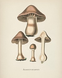 Agaricus bulbosus illustration from Medical Botany (1836) by <a href="https://www.rawpixel.com/search/John%20Stephenson?&amp;page=1">John Stephenson</a> and <a href="https://www.rawpixel.com/search/James%20Morss%20Churchill?&amp;page=1">James Morss Churchill</a>.