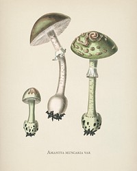 Amanita muscaria var illustration from Medical Botany (1836) by <a href="https://www.rawpixel.com/search/John%20Stephenson?&amp;page=1">John Stephenson</a> and <a href="https://www.rawpixel.com/search/James%20Morss%20Churchill?&amp;page=1">James Morss Churchill</a>.