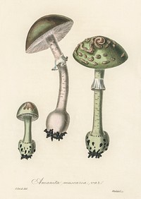 Amanita muscaria var illustration. Digitally enhanced from our own book, Medical Botany (1836) by John Stephenson and James Morss Churchill.