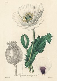 Opium poppy (Papaver somniferum) illustration. Digitally enhanced from our own book, Medical Botany (1836) by John Stephenson and James Morss Churchill.
