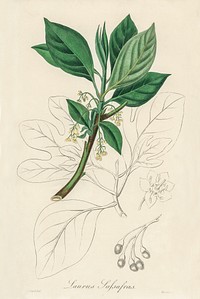 Sassafras (Laurus sassafras) illustration. Digitally enhanced from our own book, Medical Botany (1836) by John Stephenson and James Morss Churchill.