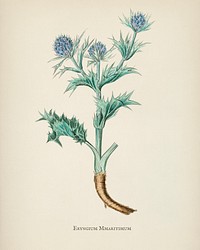 The sea holly (Eryngium mmaritimum) illustration from Medical Botany (1836) by <a href="https://www.rawpixel.com/search/John%20Stephenson?&amp;page=1">John Stephenson</a> and <a href="https://www.rawpixel.com/search/James%20Morss%20Churchill?&amp;page=1">James Morss Churchill</a>.