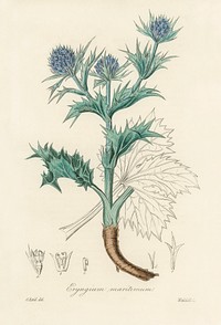 The sea holly (Eryngium mmaritimum) illustration. Digitally enhanced from our own book, Medical Botany (1836) by John Stephenson and James Morss Churchill.