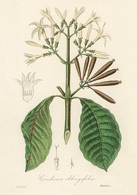 Quina (Cinchona oblongifolia) illustration. Digitally enhanced from our own book, Medical Botany (1836) by John Stephenson and James Morss Churchill.