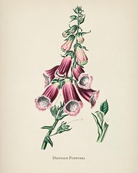 Foxglove (Digitalis purpurea) illustration from Medical Botany (1836) by John Stephenson and James Morss Churchill.