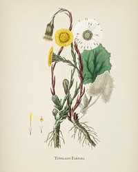 Coltsfoot (Tussilago farfara) illustration from Medical Botany (1836) by <a href="https://www.rawpixel.com/search/John%20Stephenson?&amp;page=1">John Stephenson</a> and <a href="https://www.rawpixel.com/search/James%20Morss%20Churchill?&amp;page=1">James Morss Churchill</a>.