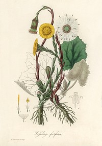 Coltsfoot (Tussilago farfara) illustration. Digitally enhanced from our own book, Medical Botany (1836) by John Stephenson and James Morss Churchill.