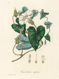 Bindweed (Convolvulus sepium) illustration. Digitally enhanced from our own book, Medical Botany (1836) by John Stephenson and James Morss Churchill.